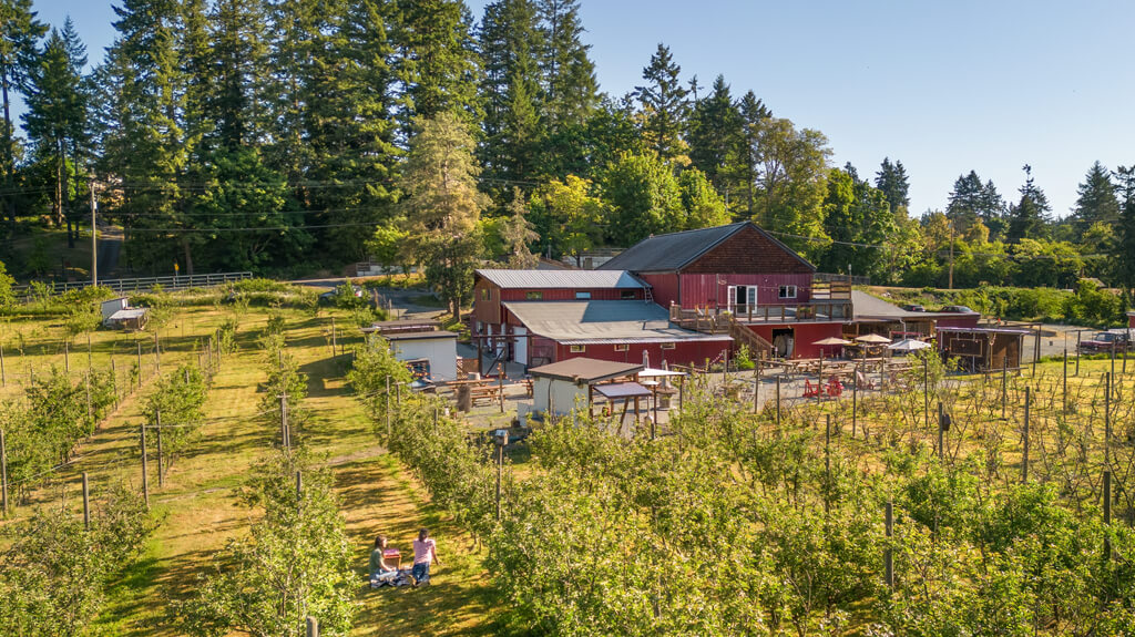 people sitting among the trees outside Junction Orchard & Cidery, Saanich. 