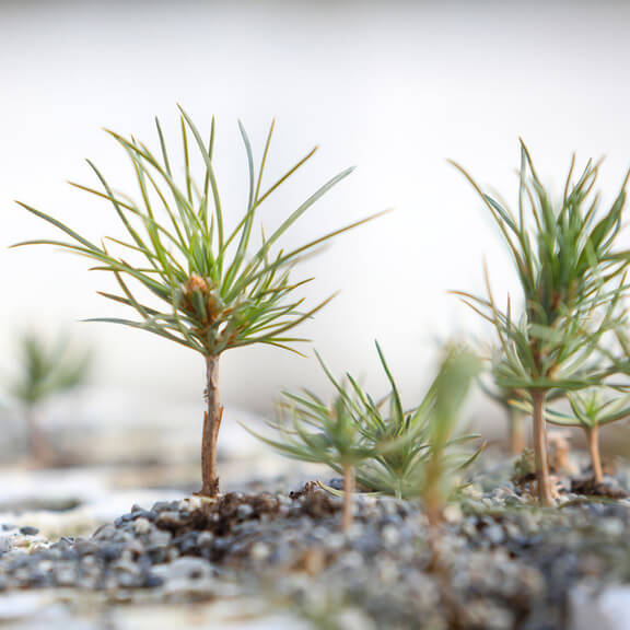 Closeup of saplings in silviculture nursery at the Indigenous owned, Nupqu Native Plants.