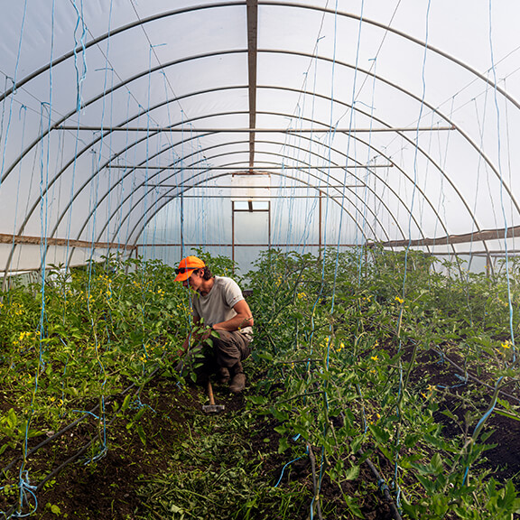 Person gardening in a greenhouse at 10 Acres Farm, Victoria.