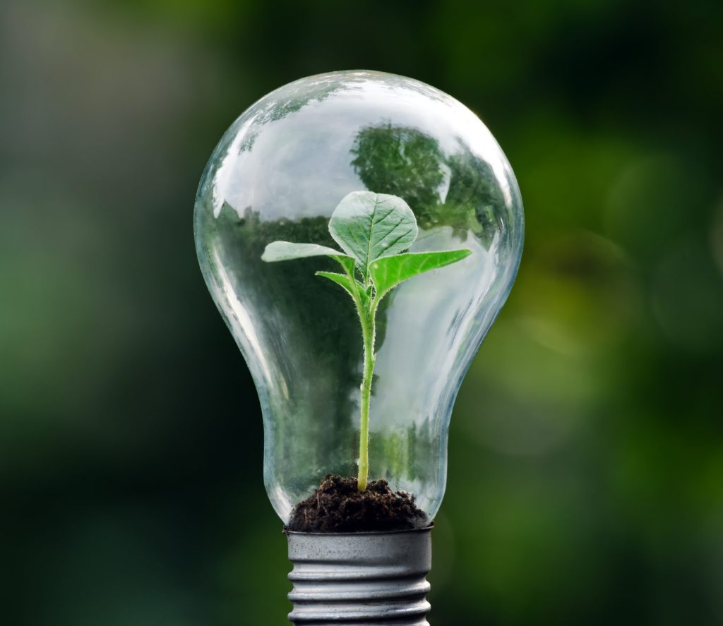 seedling growing inside a lightbulb